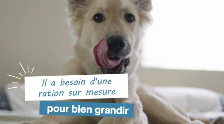 Alimentation d'un chiot en croissance