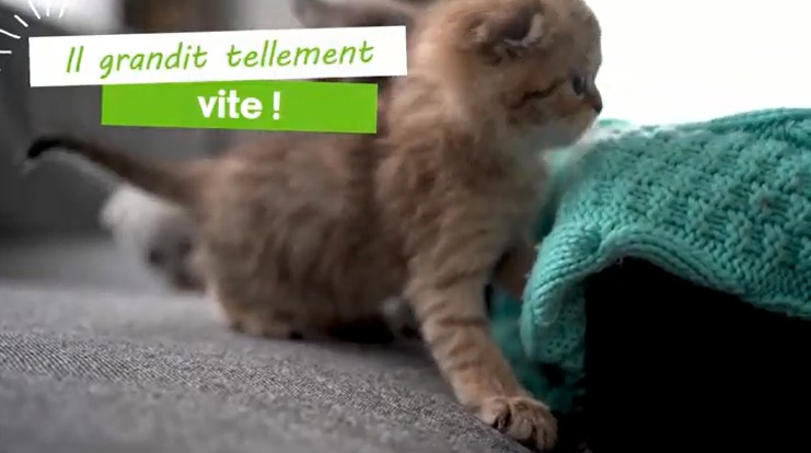 coaching croissance chaton cuisine-a-crocs