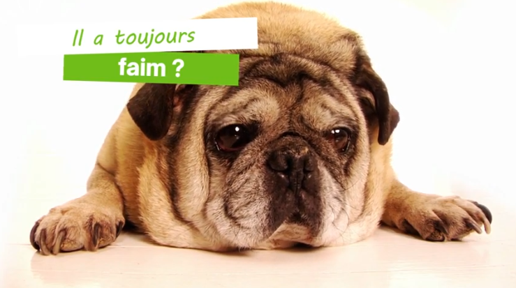 chien en surpoids