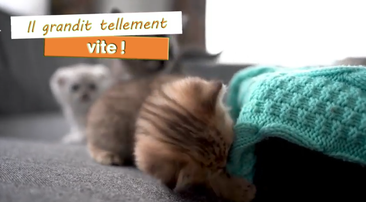 coaching croissance chaton cuisine-a-crocs