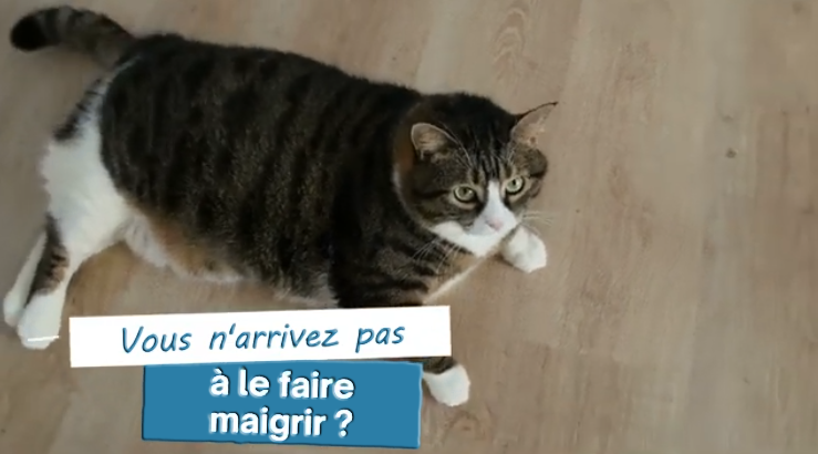 coaching perte de poids chat cuisine-a-crocs