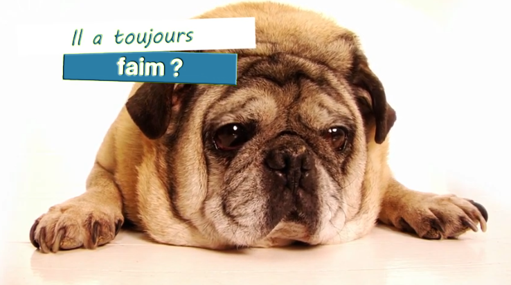 coaching perte de poids chien cuisine-a-crocs