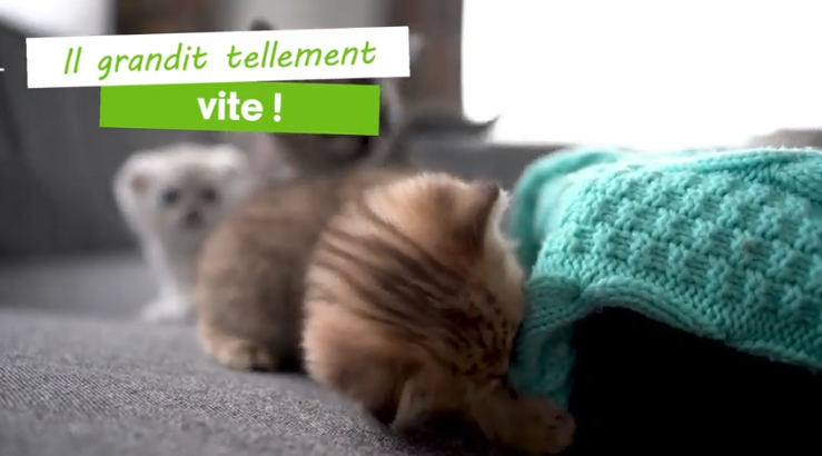 chaton en croissance