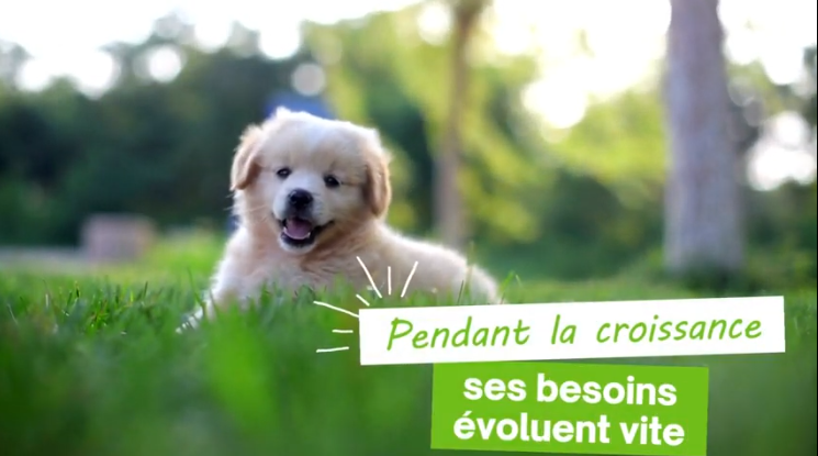 chiot en croissance