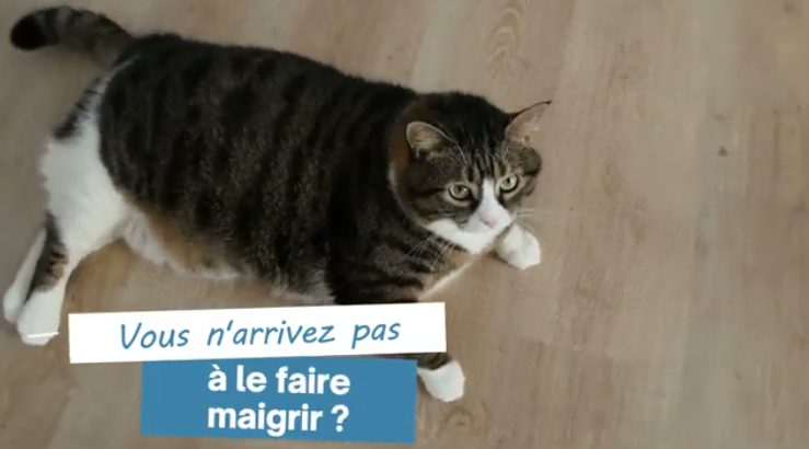 chat en surpoids