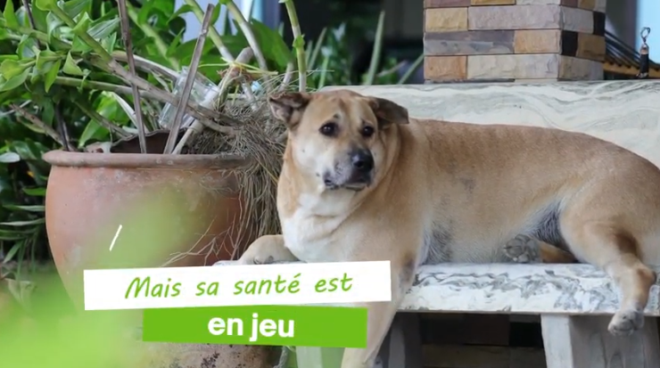 Coaching surpoids pour un chien