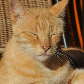 cuisiner pour son chat