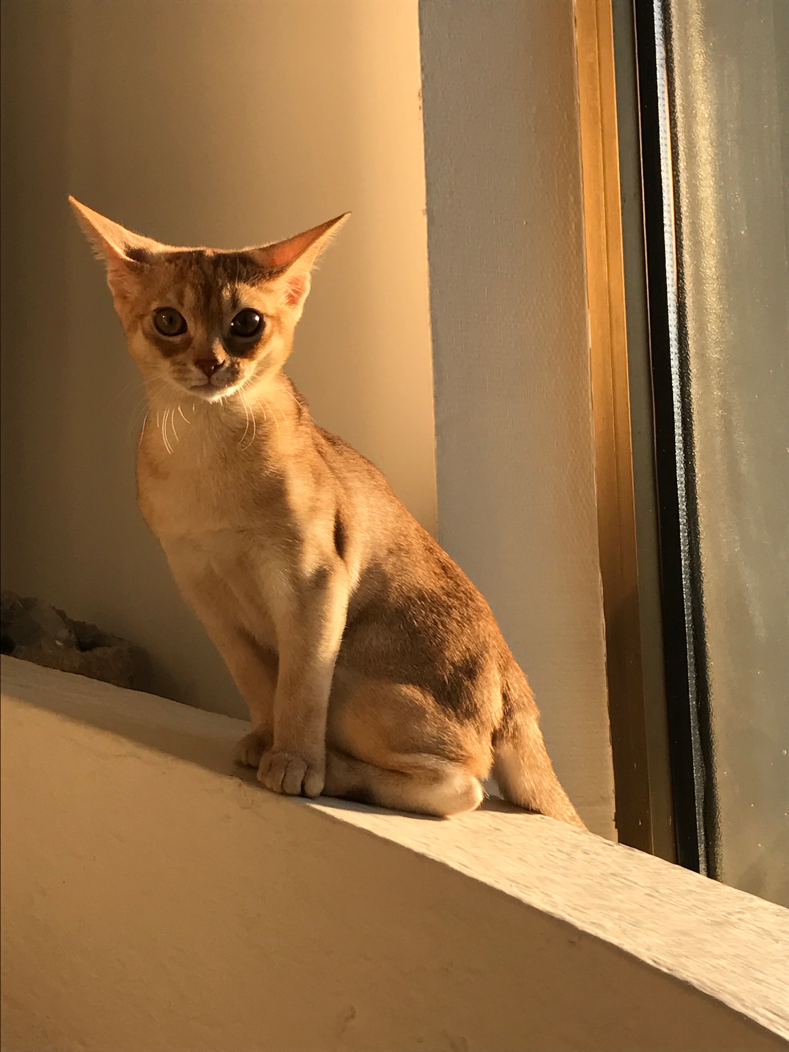 besoins nutritionnels du chaton