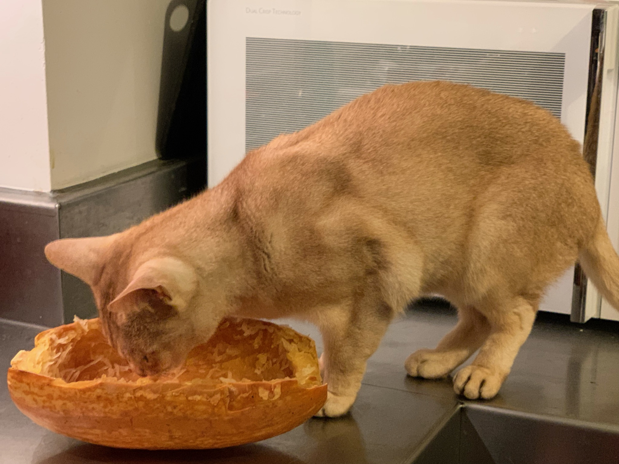 légumes pour le chaton