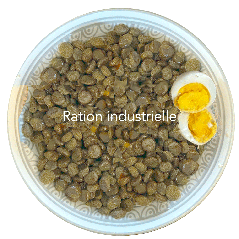 ration industrielle et friandises