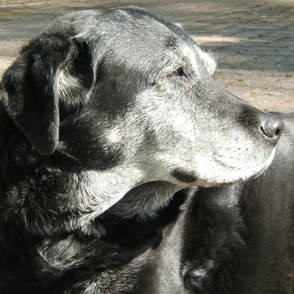 aimentation pour un chien