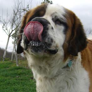 recette sur mesure pour chien